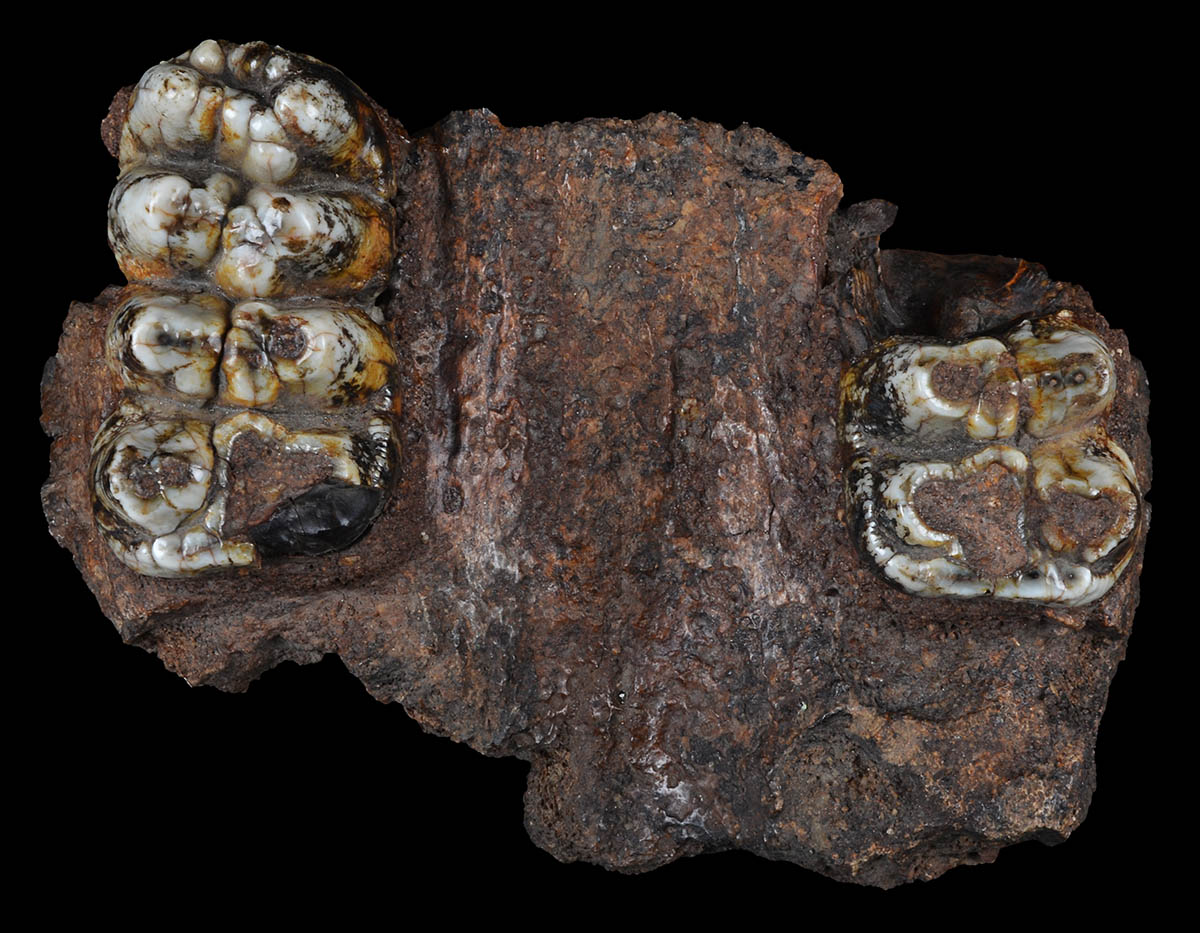 Extinct proboscidean, <em>Tetralophodon longirostris</em> (Kaup, 1832), part of the skull